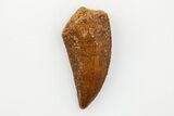 Serrated, Raptor Tooth - Real Dinosaur Tooth #203493-1